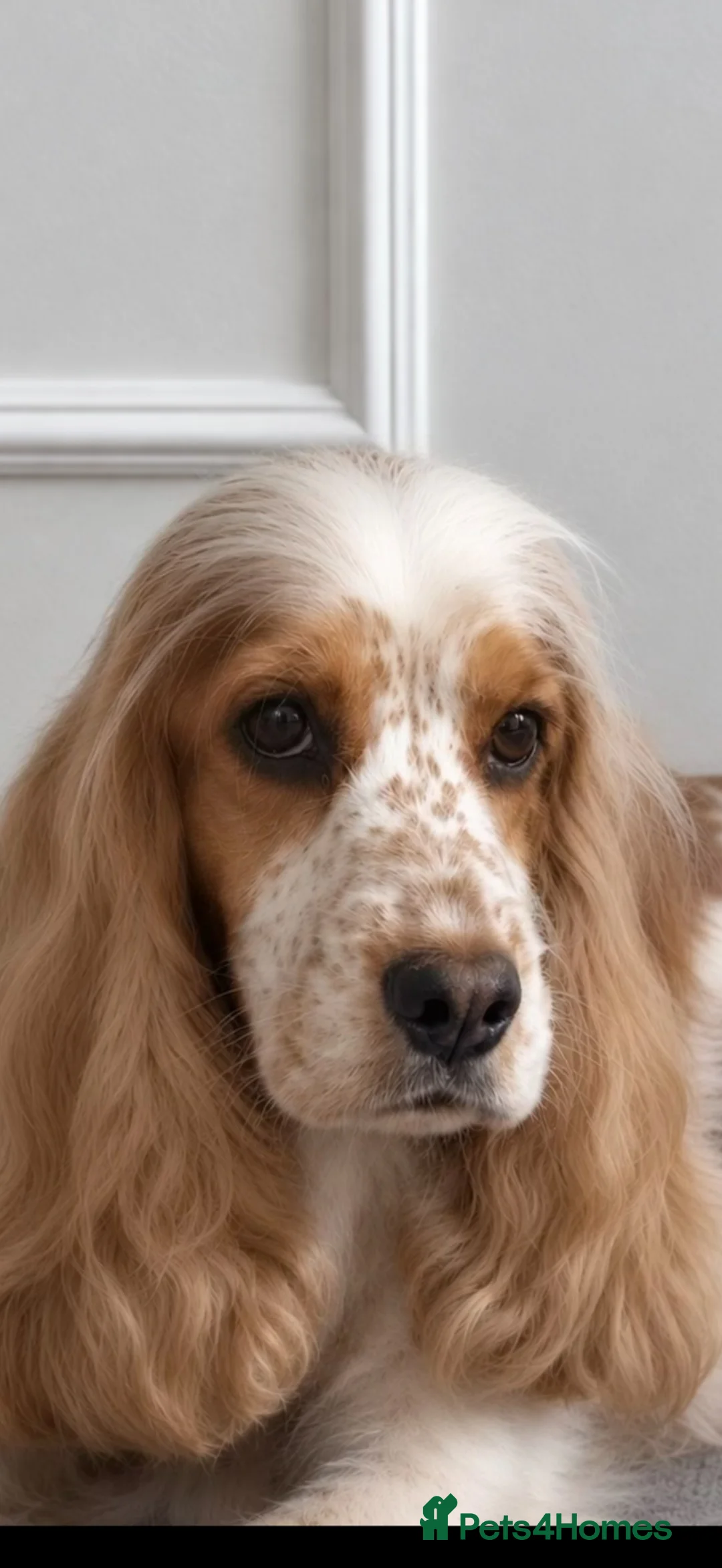 Cocker Spaniel dogs for sale: 🐾1 BOY LEFT READY NOW KC Show Cocker Spaniel 🐾 - Advert 2