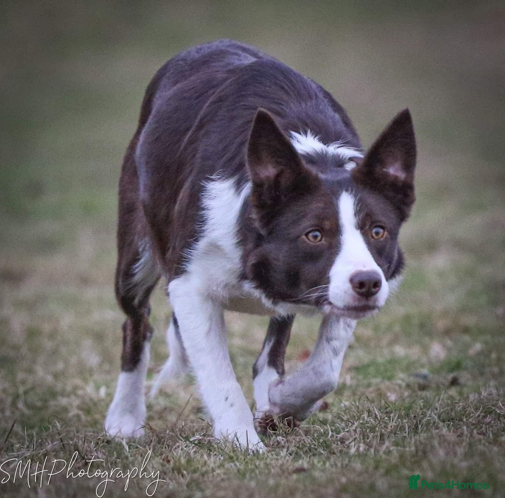 Border Collie dogs Handsome ISDS registered male puppy - Advert 2