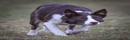 Border Collie dogs for sale: Handsome ISDS registered male puppy - Advert 2