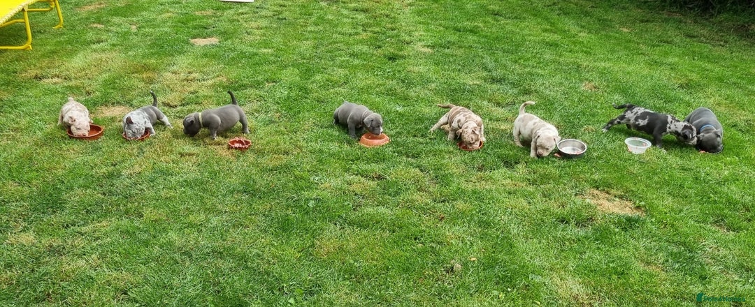 American Bully dogs for sale: David  - Image 7