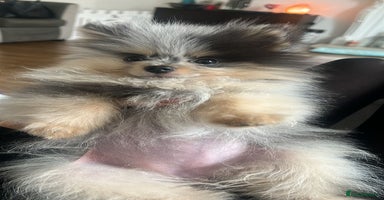 Pomeranian dogs - Advert 13