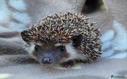Pygmy Hedgehog rodents for sale: African Pygmy Hedgehog Hoglets  - Image 8