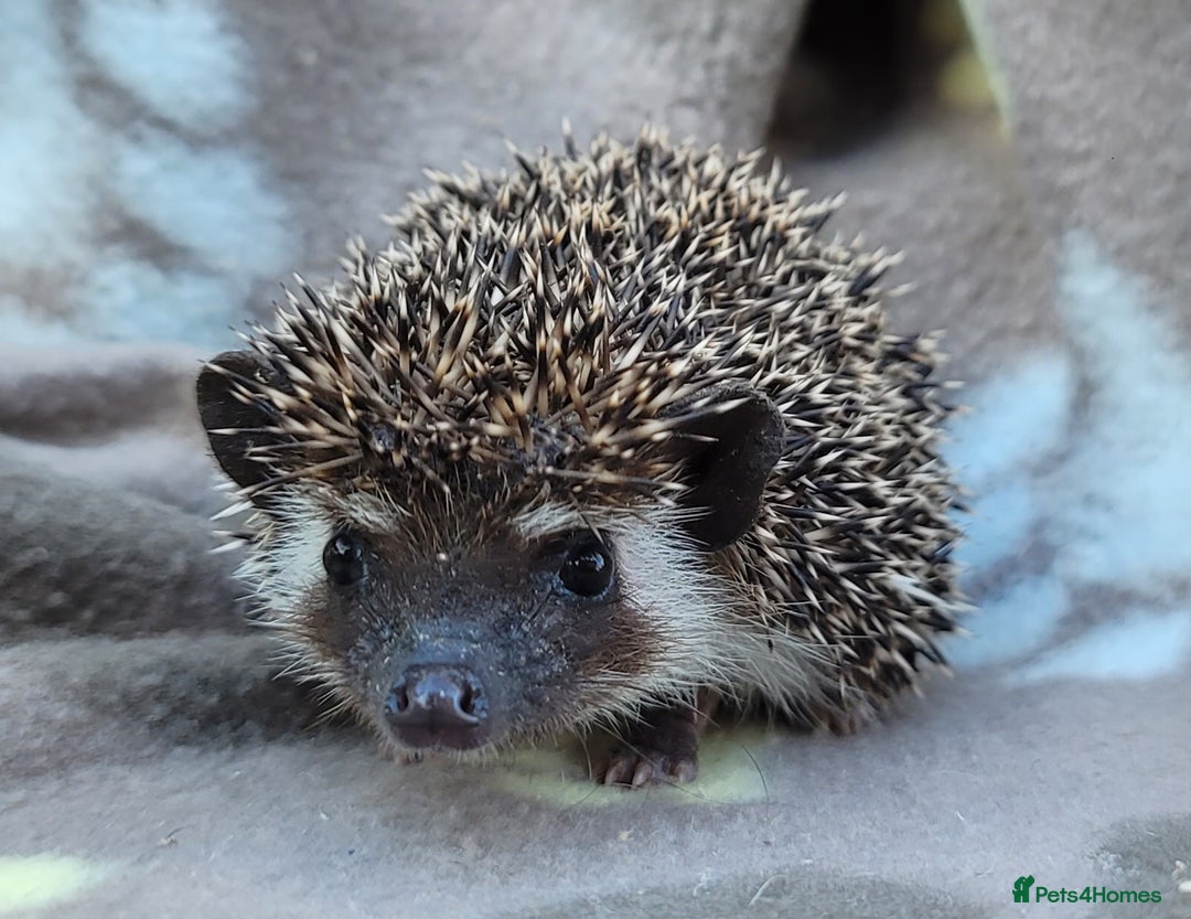 Pygmy Hedgehog rodents for sale: African Pygmy Hedgehog Hoglets  - Image 8