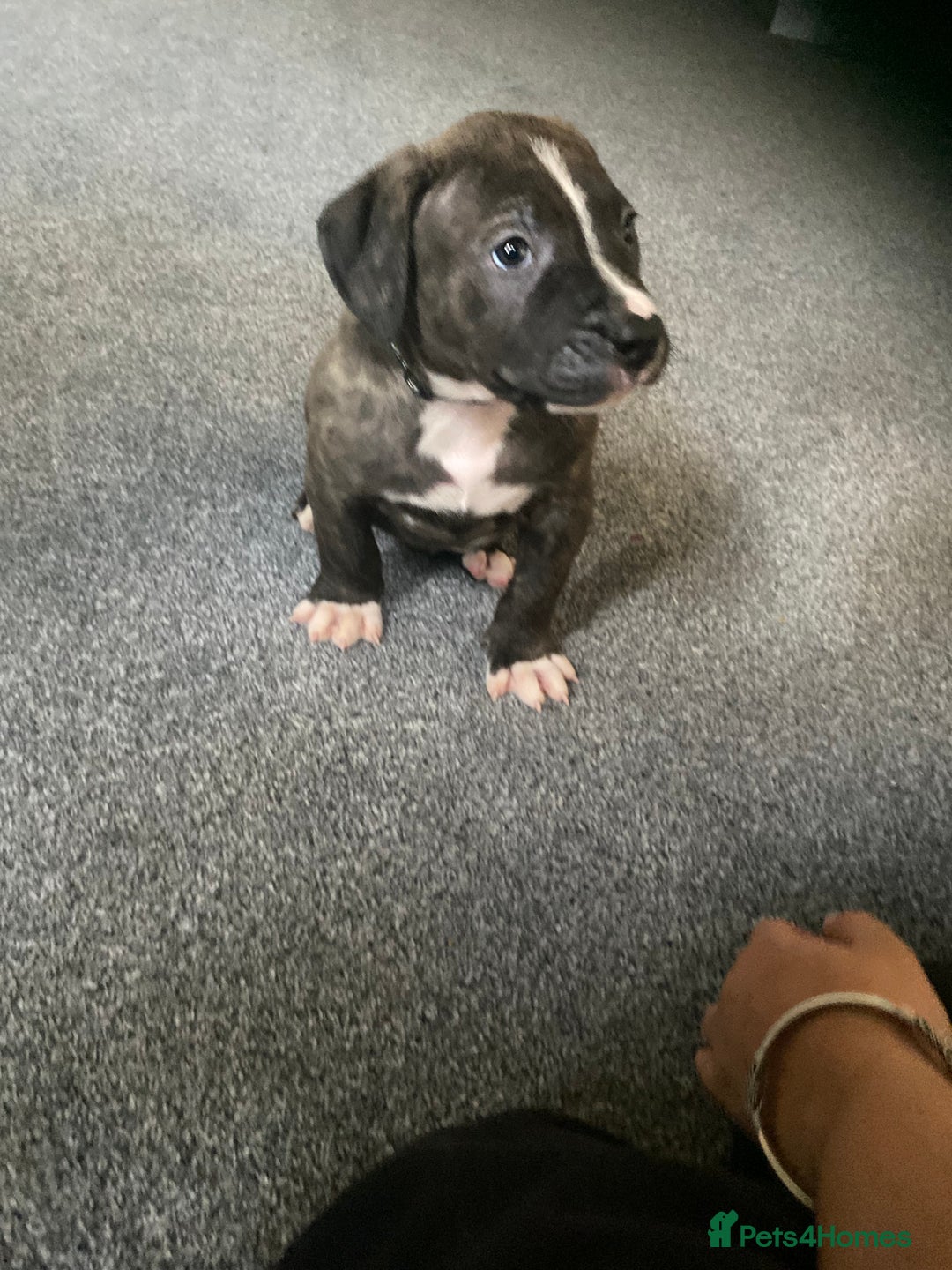 Mixed Breed dogs for sale: Scott American Bulldog Cross  - Advert 16