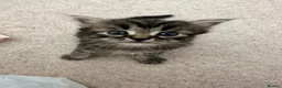 Siberian cats for sale: Beautiful Siberian Kittens - Advert 11