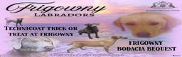 Labrador Retriever dogs for sale: 🖤 Quality RKC Labrador Puppies 🖤 Ready July 🖤 - Advert 24