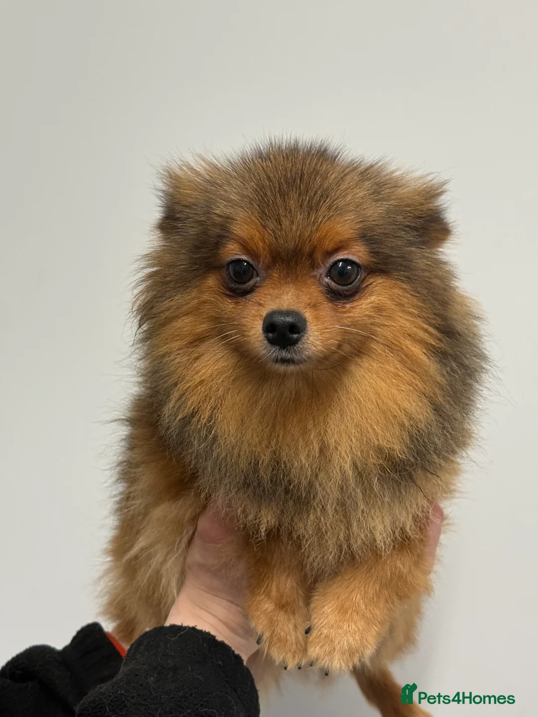 Pomeranian dogs for sale: Orange Sable Pomeranian Girl - Advert 1