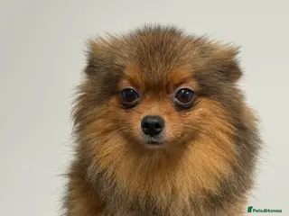 Pomeranian dogs Orange Sable Pomeranian Girl - Advert 2