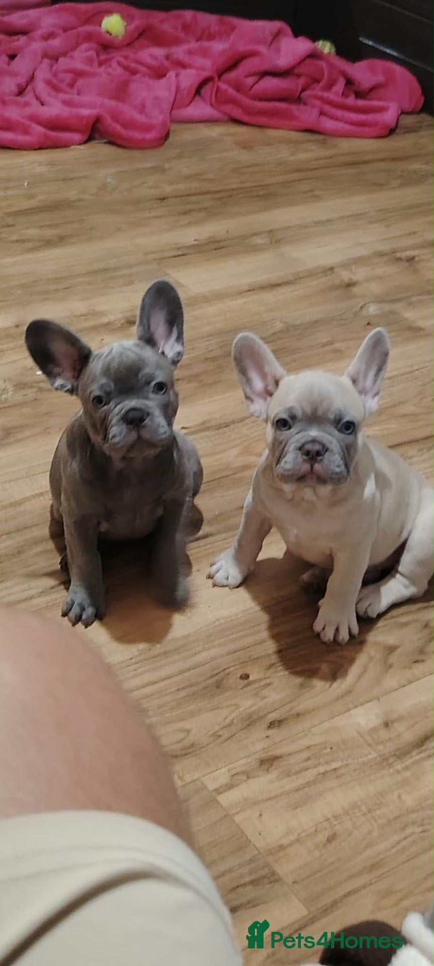 French Bulldog dogs 🐾 FRENCH BULLDOG PUPPY –LOOKING FOR A LOV HOME 🐾 - Advert 21