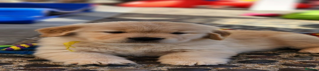 Golden Retriever Puppy 2