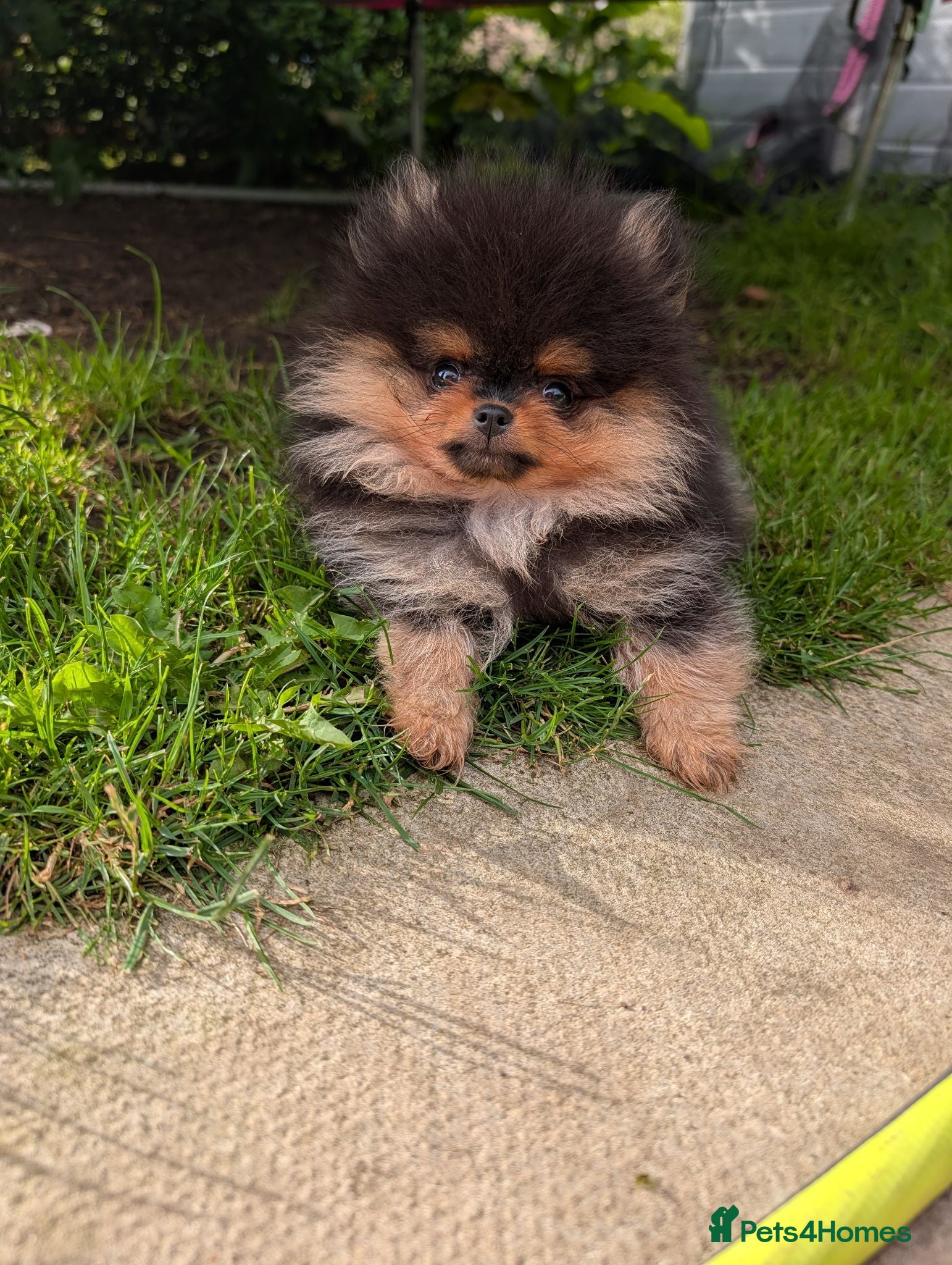 Pomeranian dogs KC registered Pomeranian puppy - Advert 1