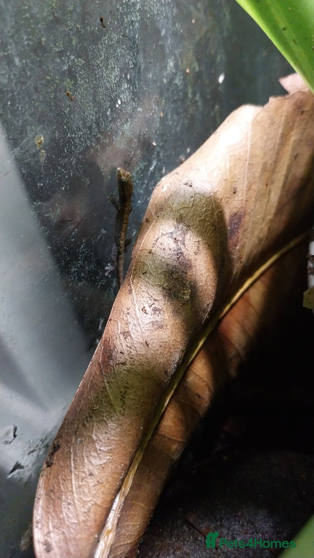 Gecko reptiles for sale: Mourning Gecko hatchlings. - Image 31