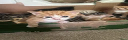 Domestic Shorthair cats for sale: Four beautiful kittens 9 weeks, READY TO GO! - Advert 11
