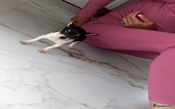 Chihuahua dogs for sale: 3/4 chihuahua 1/4 jack russell - Image 1