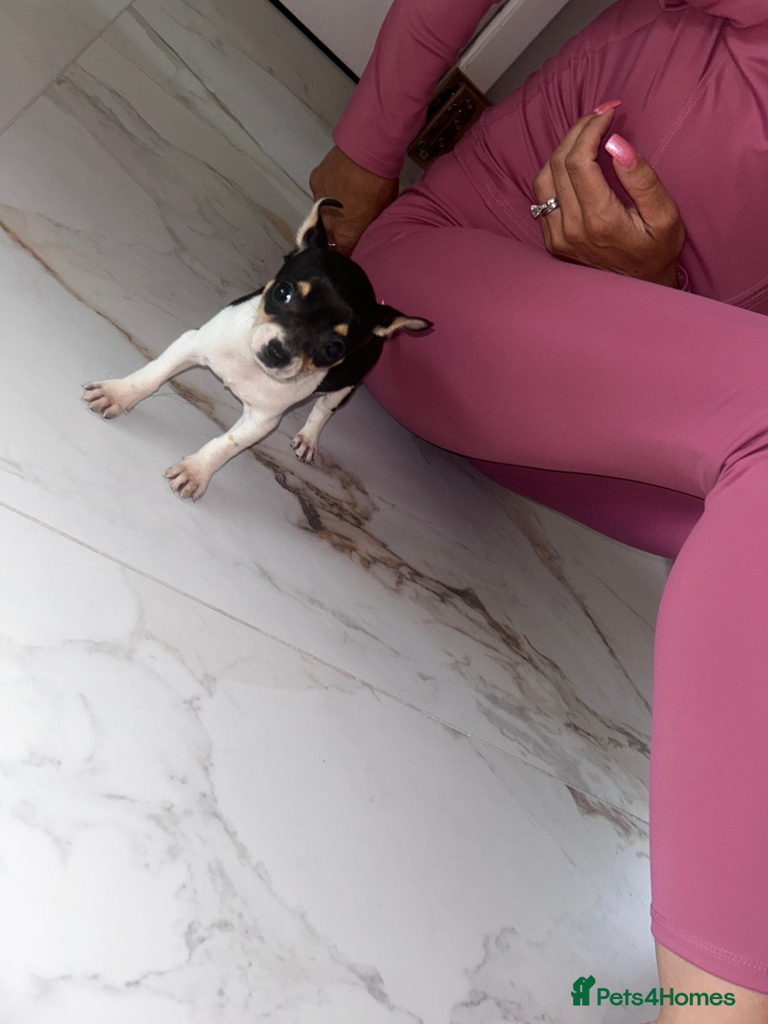 Chihuahua dogs for sale: 3/4 chihuahua 1/4 jack russell - Image 1