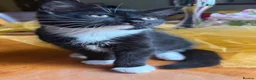 Mixed Breed cats for sale: Maine Coon Mixed Kittens Tabby & Tuxedo Richmond - Advert 19