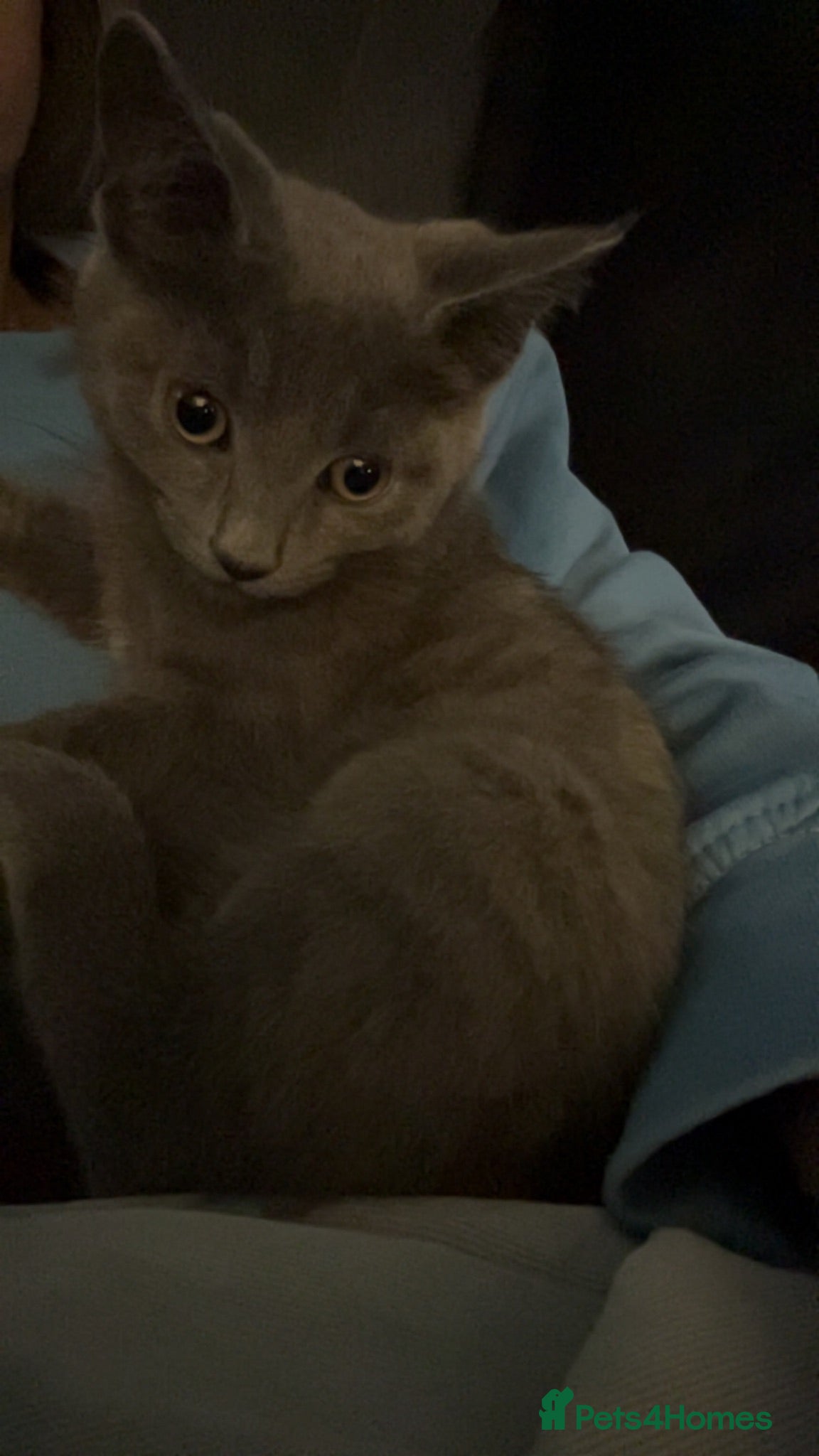 Mixed Breed cats Kitten - Advert 18