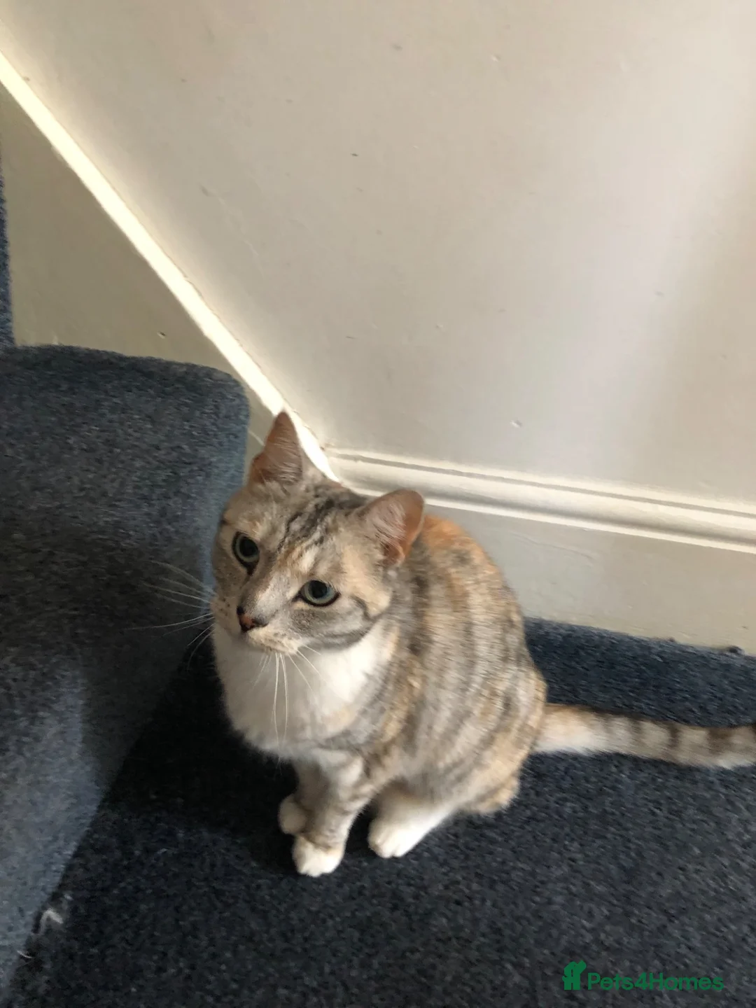 Mixed Breed cats for sale: Looking for safe loving home - Advert 1
