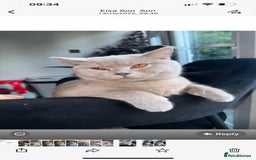 British Shorthair cats for sale: Grey British shorthair  - Image 3