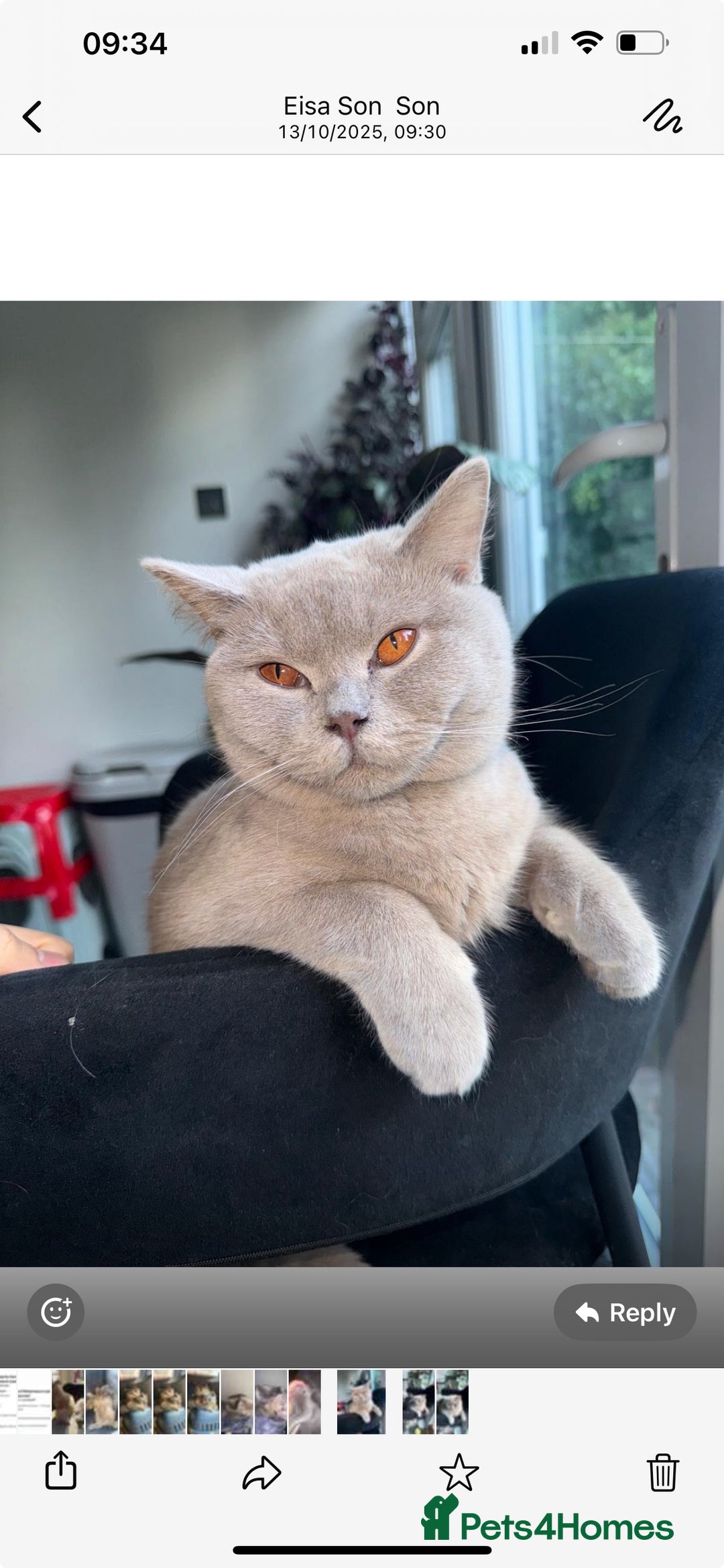 British Shorthair cats for sale: Grey British shorthair  - Image 3