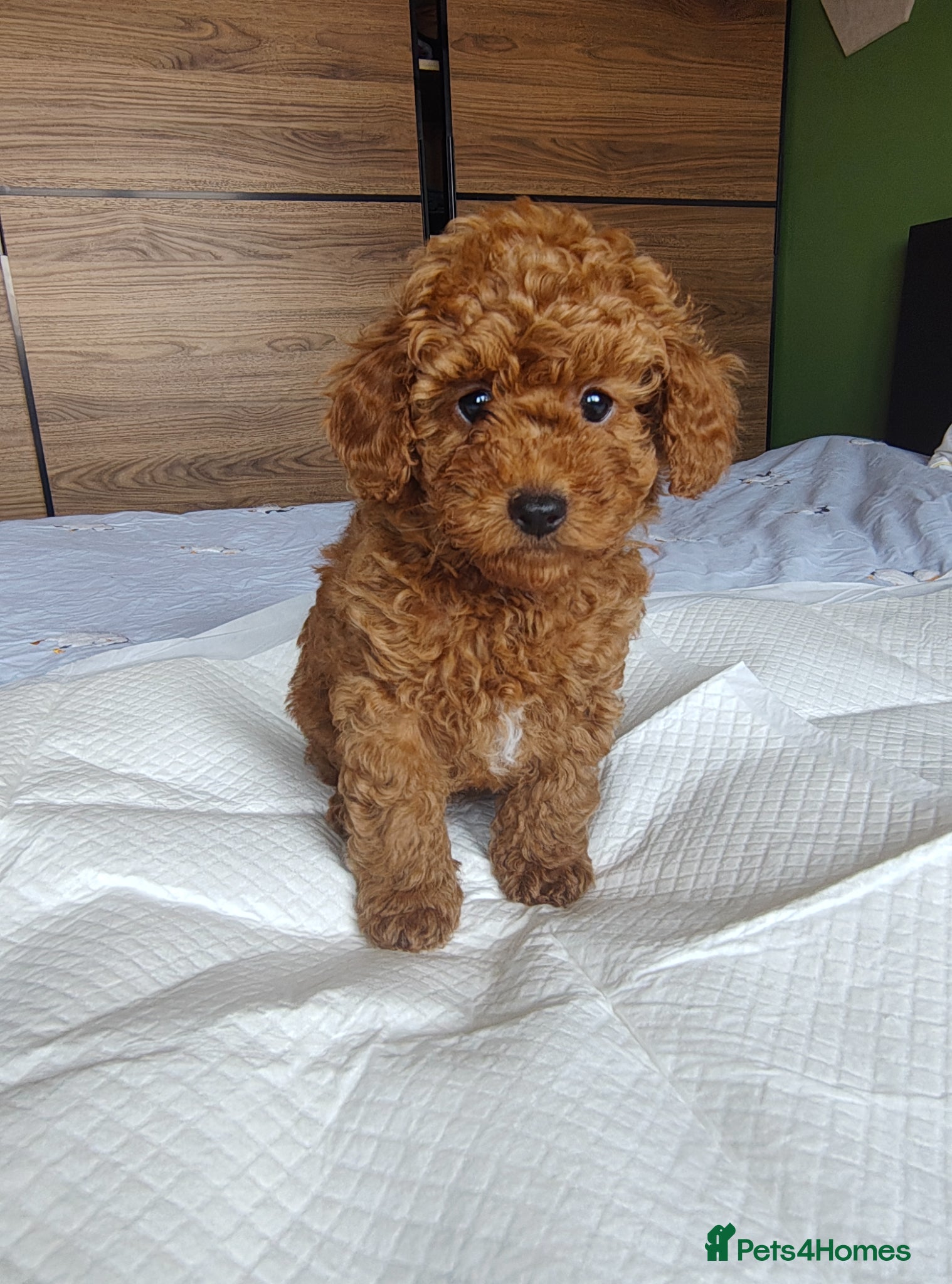 Toy Poodle dogs Toy Poodle Pup KCreg. Not for breeding. Price down - Advert 12