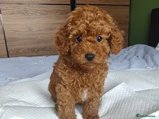 Toy Poodle dogs Toy Poodle Pup KCreg. Not for breeding. Price down - Advert 12