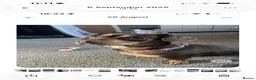 Mixed Breed dogs for sale: Dachshund cross  - Advert 1