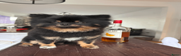 Pomeranian dogs for stud: KC Registered Black & Tan Male 2.3kg in Brighton - Advert 2