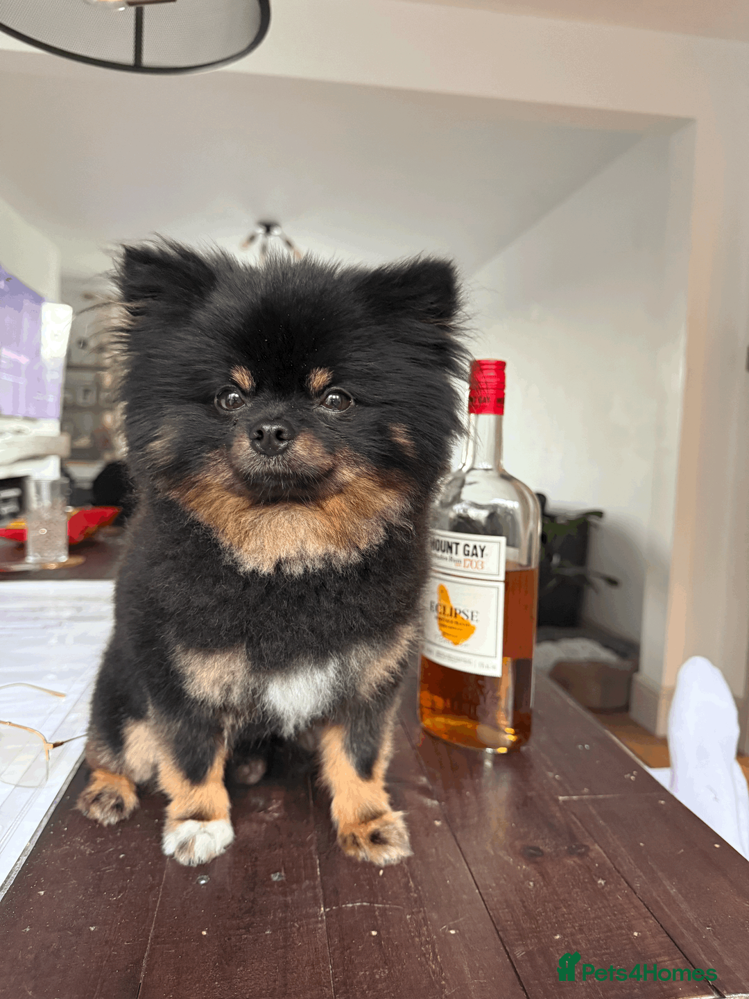 Pomeranian dogs for stud: KC Registered Black & Tan Male 2.3kg in Brighton - Advert 2