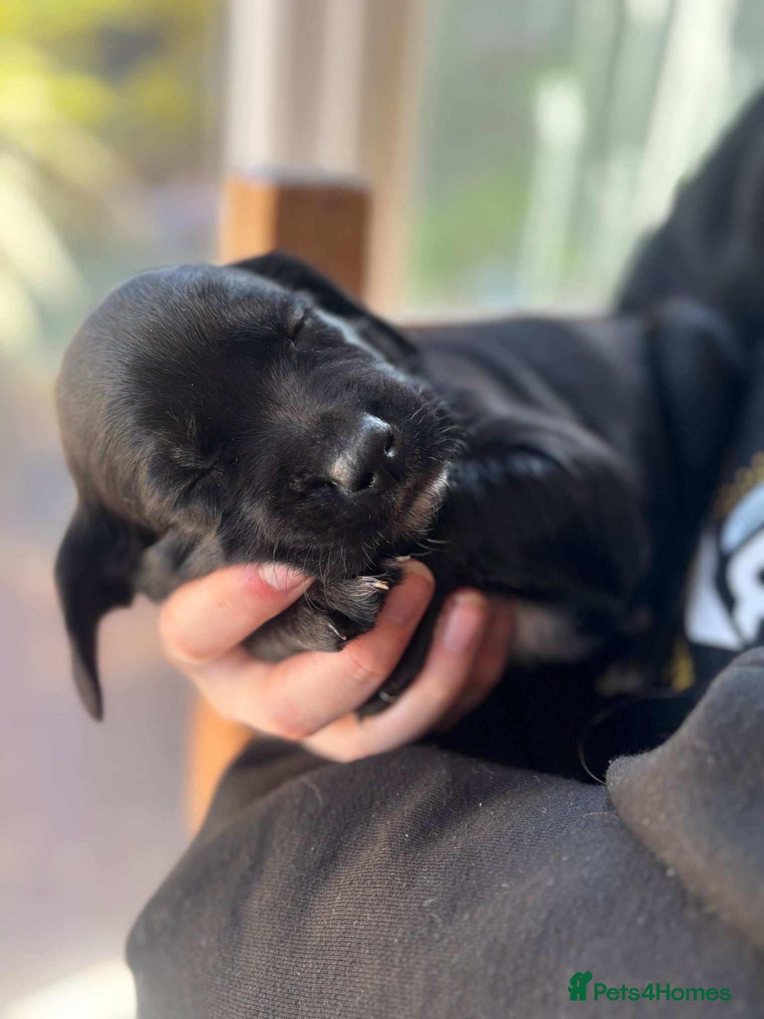 Springador dogs F1 springador puppies 💙🩷 - Advert 8