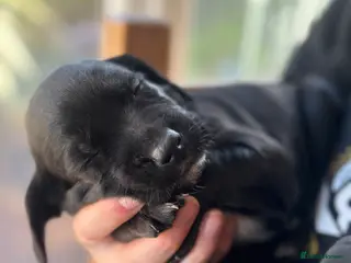 Springador dogs F1 springador puppies 💙🩷 - Advert 8