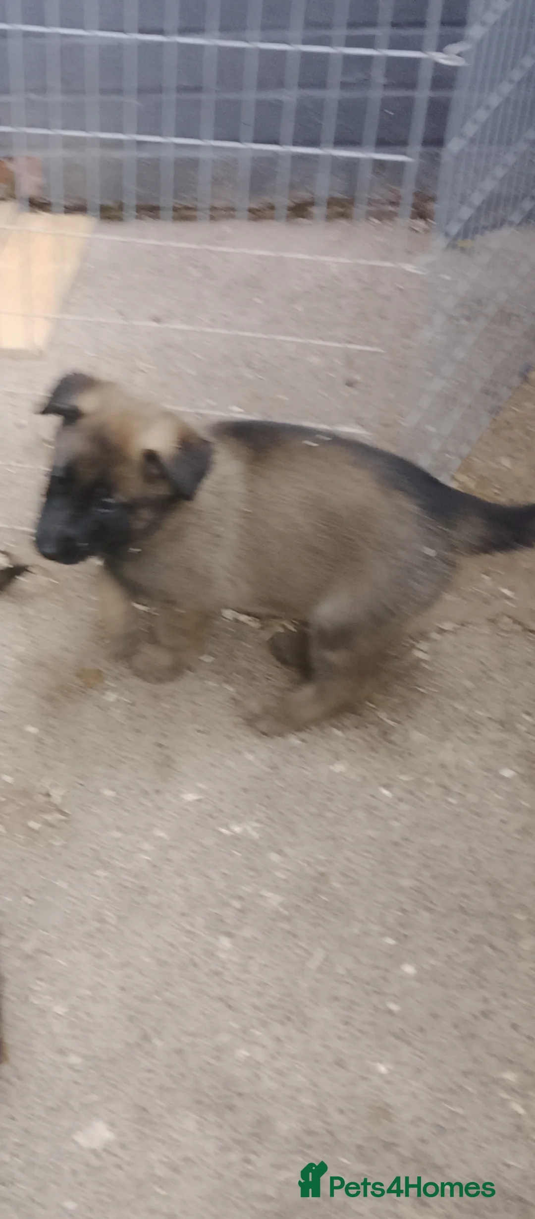 German Shepherd dogs for sale: German shepherd babies  lAST GIRL FOR DEPOSIT  - Advert 2