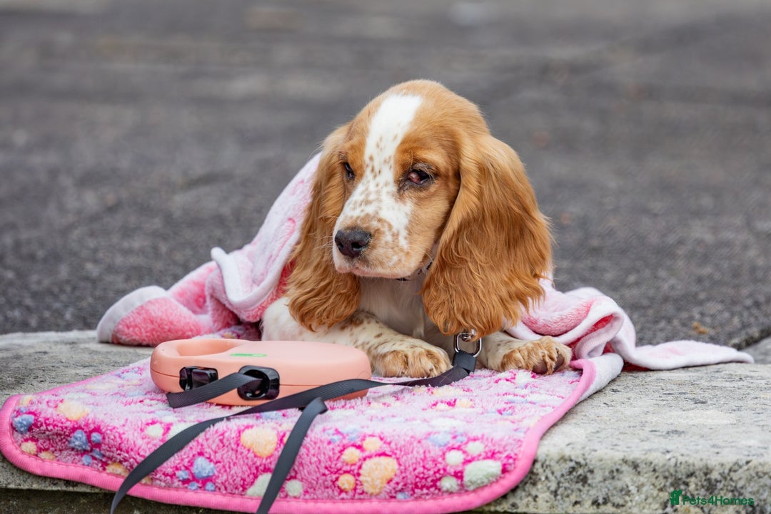 Cocker Spaniel dogs for sale: 10 week old cocker spaniel  - Image 2
