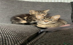 Mixed Breed cats for sale: Two adorable little girls  - Image 3
