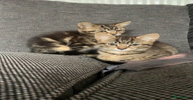 Mixed Breed cats - Advert 14