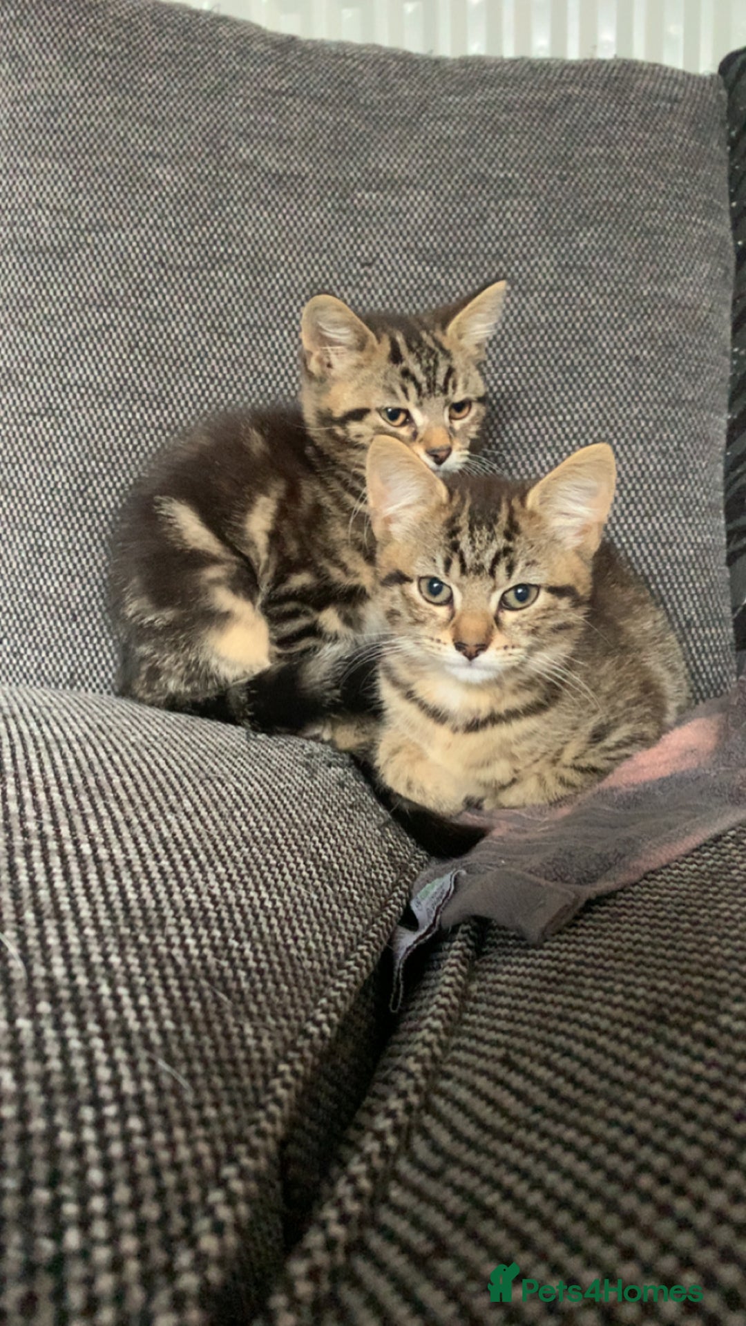Mixed Breed cats for sale: Two adorable little girls  - Image 3