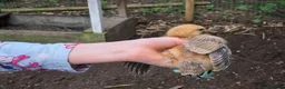 Chickens poultry for sale: 4 straight run chicks available - Advert 10