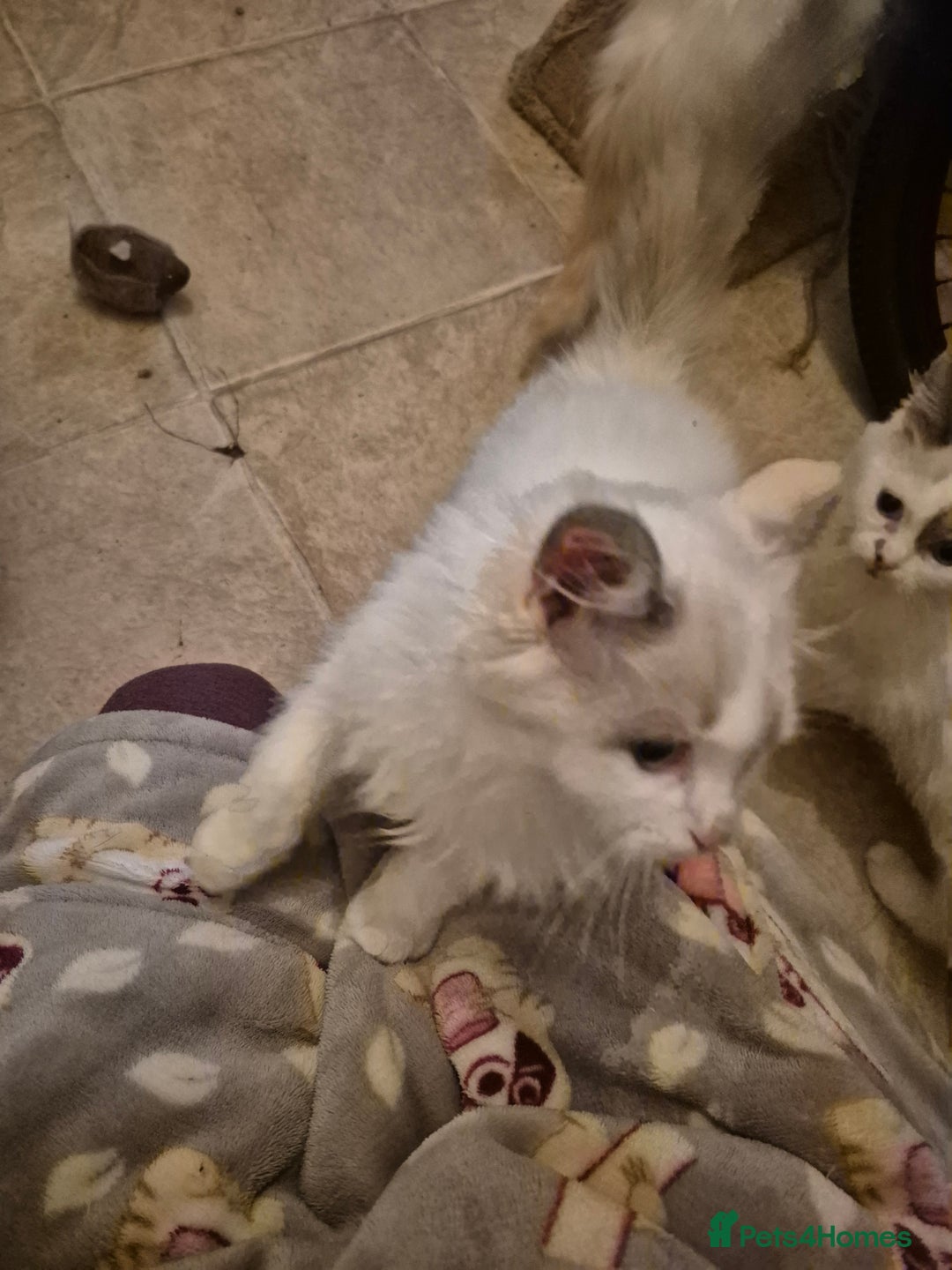 Ragdoll cats for sale: Beautiful mischievous blue eye ragdoll babies - Advert 7