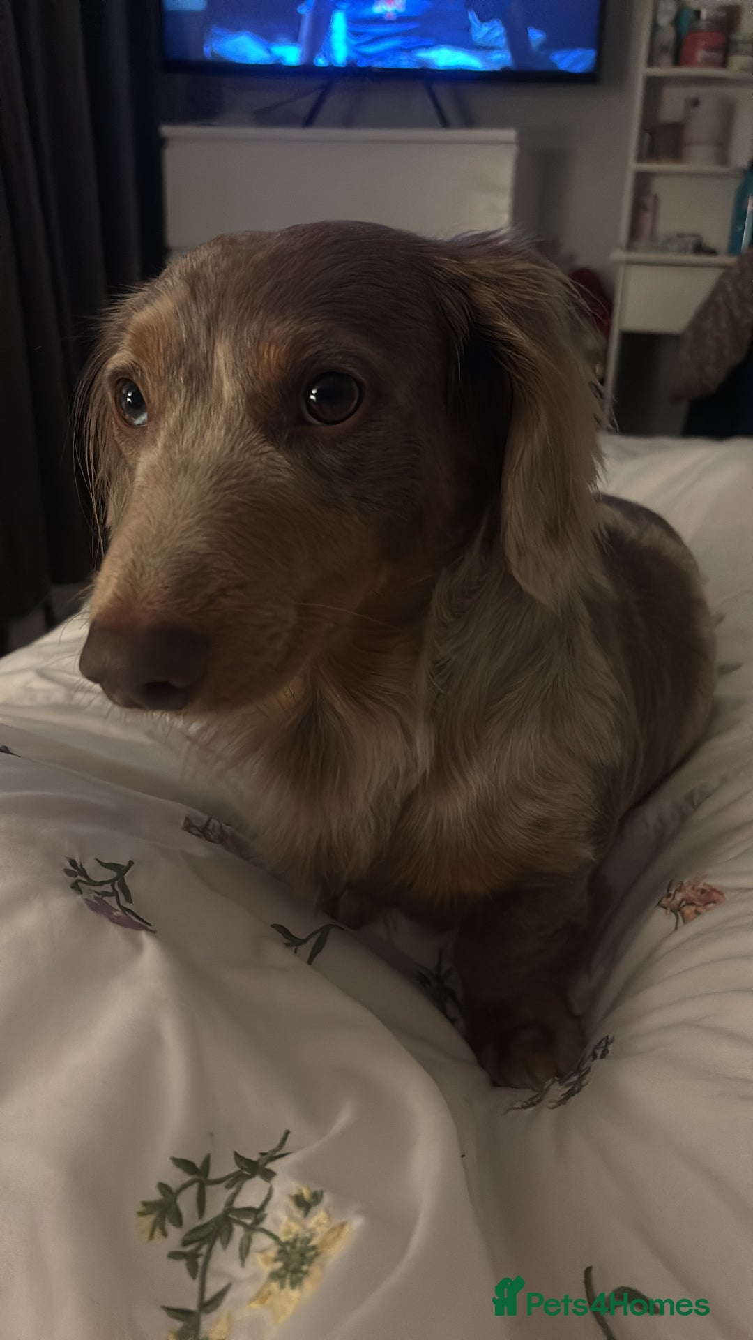 Miniature Dachshund dogs for stud: Long haired miniature dachshund for stud - Image 4
