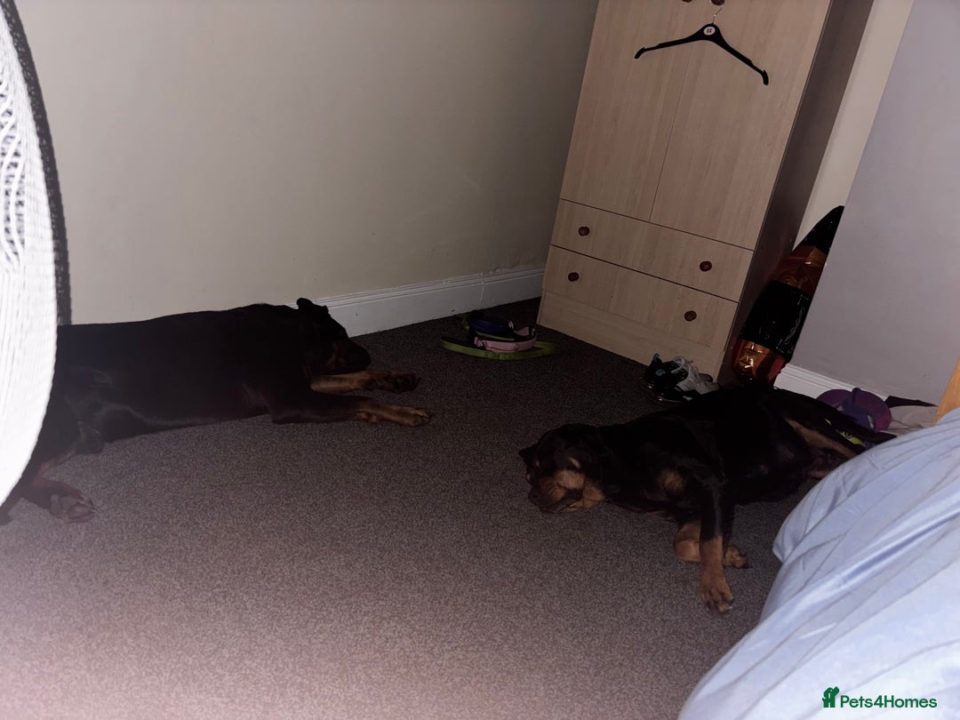 Rottweiler dogs for sale: Rottweiler  - Advert 10