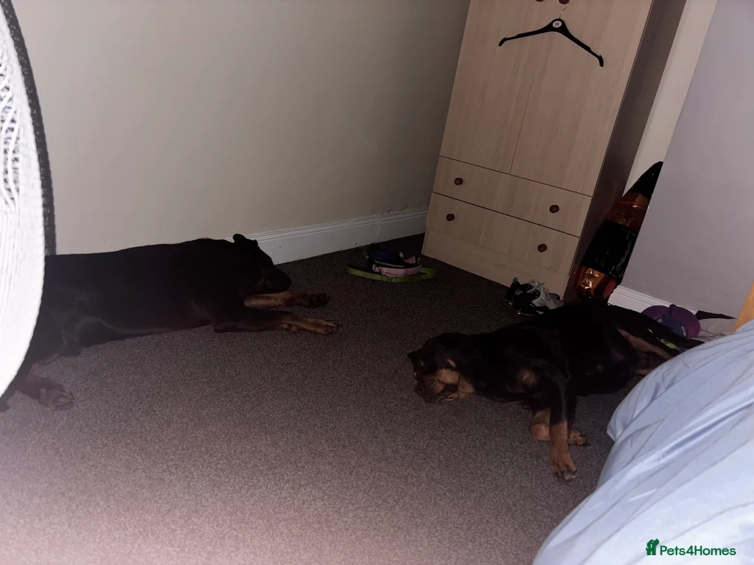 Rottweiler dogs for sale: Rottweiler puppy ONE girl left  - Advert 4