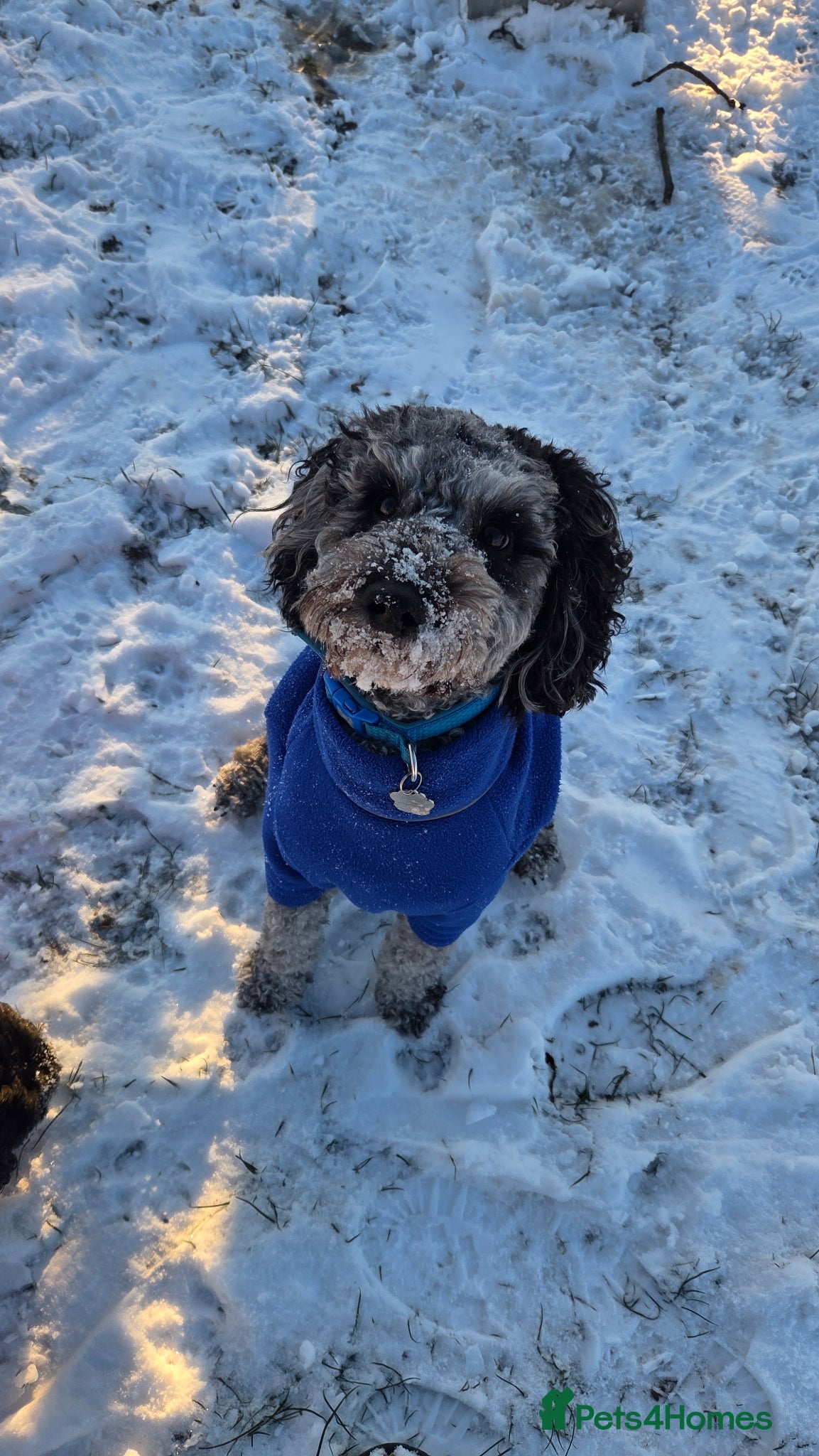 Cockapoo dogs for stud: Handsome Merle for Stud - Advert 7