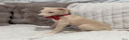 Italian Greyhound dogs for sale: Gorgeous KC Italian Greyhound Puppies - Advert 9