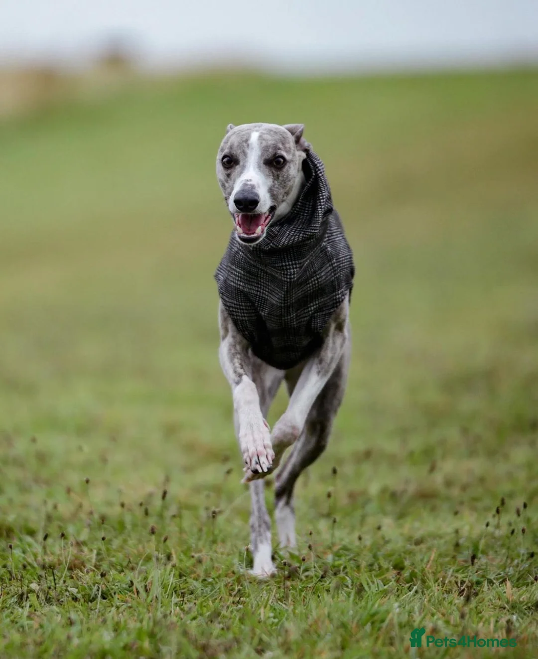 Whippet dogs for stud: KC register stunning boy available for stud in Derby - Advert 4