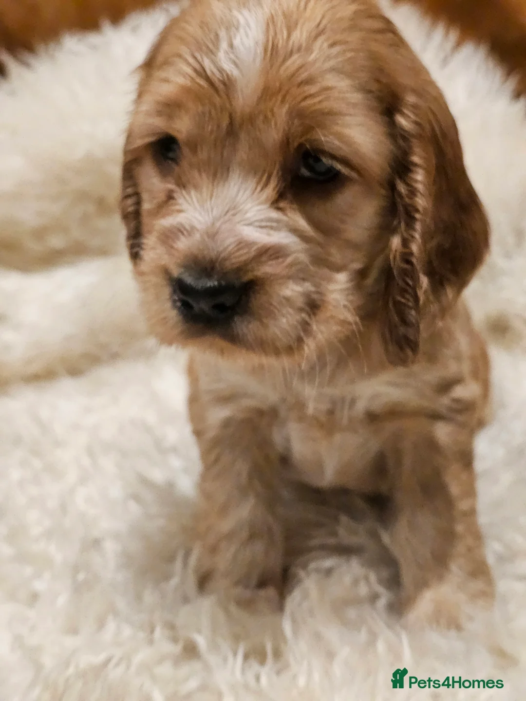 Cocker Spaniel dogs for sale: 5* Show Type Cocker Spaniels Villaspaniol Lines - Advert 26