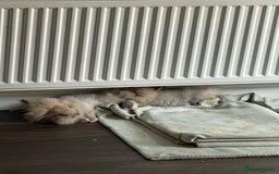 Lionhead rabbits for sale: 2 Female Lionhead Rabbits  - Image 7