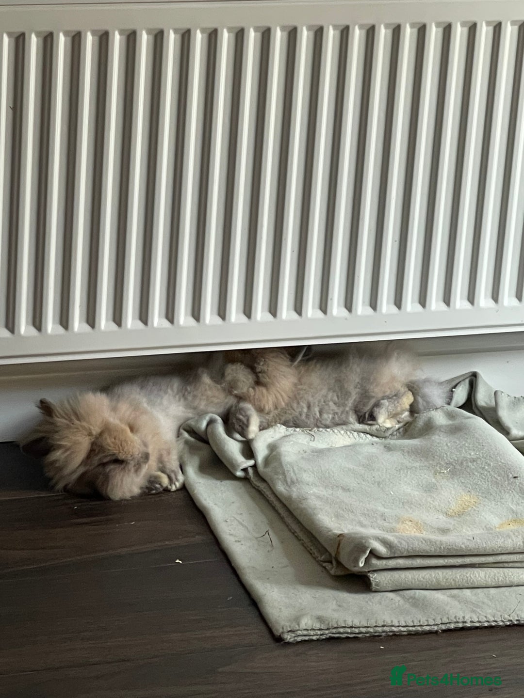 Lionhead rabbits for sale: 2 Female Lionhead Rabbits  - Image 7