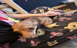 Chihuahua dogs for sale: Lily deer head chihuahua - Advert 5