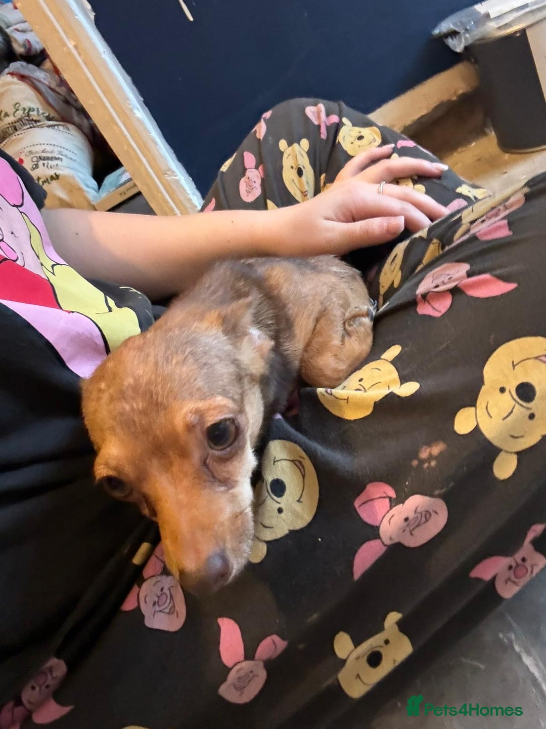 Chihuahua dogs for sale: Lily deer head chihuahua - Advert 5