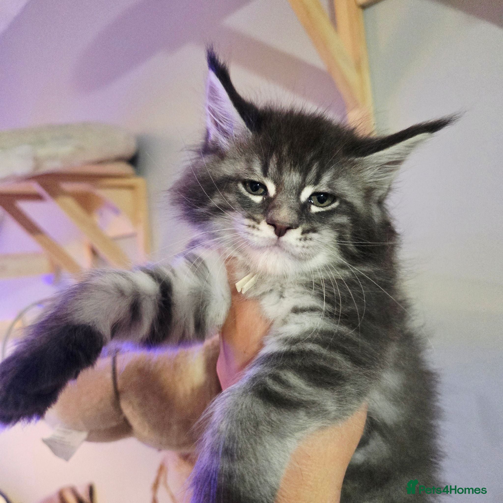 Maine Coon cats tica registered females mainecoon shaded line - Advert 11